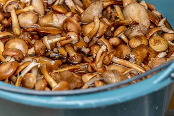 Seramik tabakta lezzetli ballı mantarlar. Kasede bal mantarı (Armillaria mellea) mantarları var. Seçici odaklanma. Yüzeyin derinliği. Tencerede mantarlar..