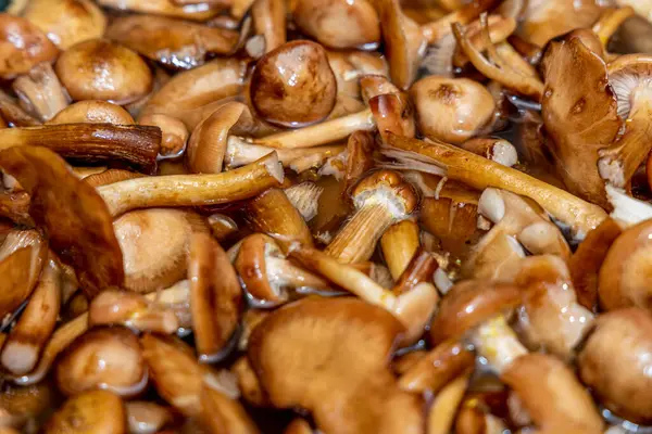 Seramik tabakta lezzetli ballı mantarlar. Kasede bal mantarı (Armillaria mellea) mantarları var. Seçici odaklanma. Yüzeyin derinliği. Tencerede mantarlar..