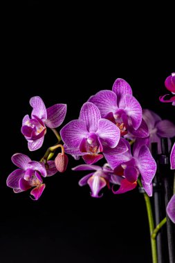 Floral concept. Orchid growing tips.  Most commonly grown house plants. Orchids blossom close up. Orchid flower pink and yellow bloom. Phalaenopsis orchid.