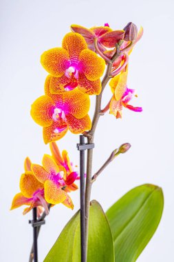 Floral concept. Orchid growing tips.  Most commonly grown house plants. Orchids blossom close up. Orchid flower pink and yellow bloom. Phalaenopsis orchid