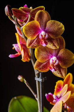 Floral concept. Orchid growing tips.  Most commonly grown house plants. Orchids blossom close up. Orchid flower pink and yellow bloom. Phalaenopsis orchid.