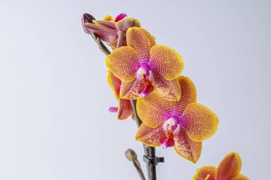 Floral concept. Orchid growing tips.  Most commonly grown house plants. Orchids blossom close up. Orchid flower pink and yellow bloom. Phalaenopsis orchid.
