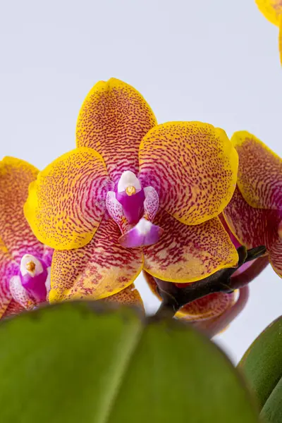 Floral concept. Orchid growing tips.  Most commonly grown house plants. Orchids blossom close up. Orchid flower pink and yellow bloom. Phalaenopsis orchid.