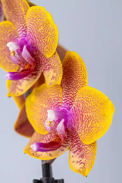 Floral concept. Orchid growing tips.  Most commonly grown house plants. Orchids blossom close up. Orchid flower pink and yellow bloom. Phalaenopsis orchid.