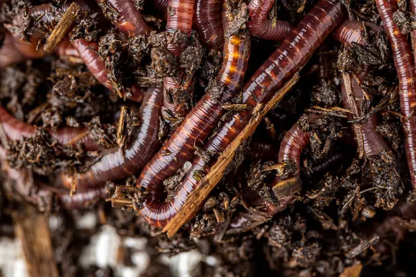 Toprak, arka plan balıkçılık için birçok yaşayan solucanları