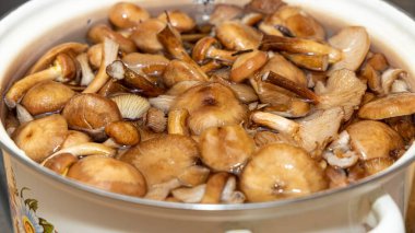 Seramik tabakta lezzetli ballı mantarlar. Kasede bal mantarı (Armillaria mellea) mantarları var. Seçici odaklanma. Yüzeyin derinliği. Tencerede mantarlar..