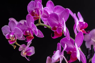 Floral concept. Orchid growing tips.  Most commonly grown house plants. Orchids blossom close up. Orchid flower pink and yellow bloom. Phalaenopsis orchid.