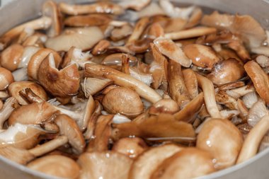 Seramik tabakta lezzetli ballı mantarlar. Kasede bal mantarı (Armillaria mellea) mantarları var. Seçici odaklanma. Yüzeyin derinliği. Tencerede mantarlar..