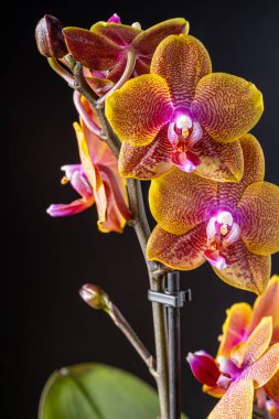 Floral concept. Orchid growing tips.  Most commonly grown house plants. Orchids blossom close up. Orchid flower pink and yellow bloom. Phalaenopsis orchid.