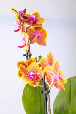 Floral concept. Orchid growing tips.  Most commonly grown house plants. Orchids blossom close up. Orchid flower pink and yellow bloom. Phalaenopsis orchid