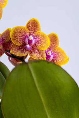 Floral concept. Orchid growing tips.  Most commonly grown house plants. Orchids blossom close up. Orchid flower pink and yellow bloom. Phalaenopsis orchid.