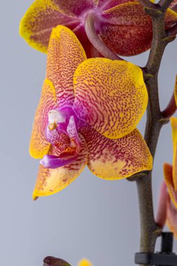 Floral concept. Orchid growing tips.  Most commonly grown house plants. Orchids blossom close up. Orchid flower pink and yellow bloom. Phalaenopsis orchid.