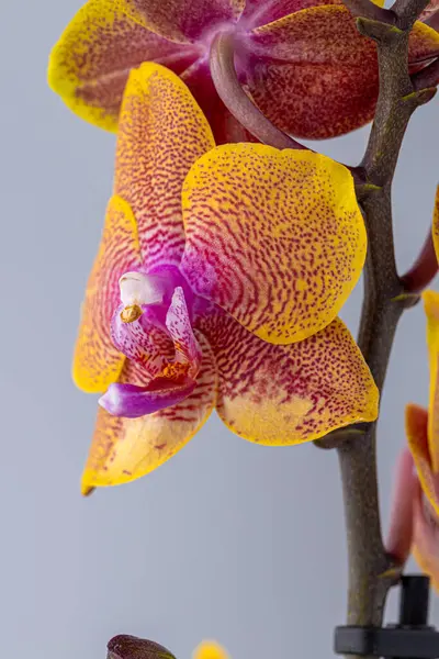 Floral concept. Orchid growing tips.  Most commonly grown house plants. Orchids blossom close up. Orchid flower pink and yellow bloom. Phalaenopsis orchid.