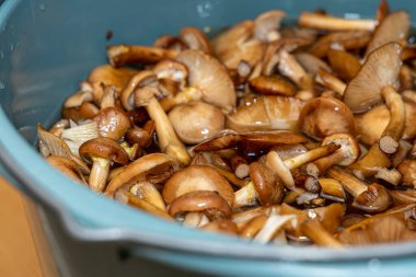 Seramik tabakta lezzetli ballı mantarlar. Kasede bal mantarı (Armillaria mellea) mantarları var. Seçici odaklanma. Yüzeyin derinliği. Tencerede mantarlar..