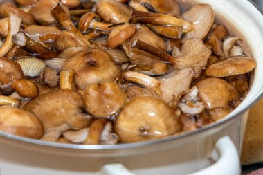 Seramik tabakta lezzetli ballı mantarlar. Kasede bal mantarı (Armillaria mellea) mantarları var. Seçici odaklanma. Yüzeyin derinliği. Tencerede mantarlar..