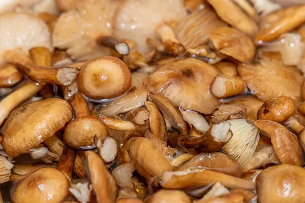 Seramik tabakta lezzetli ballı mantarlar. Kasede bal mantarı (Armillaria mellea) mantarları var. Seçici odaklanma. Yüzeyin derinliği. Tencerede mantarlar..