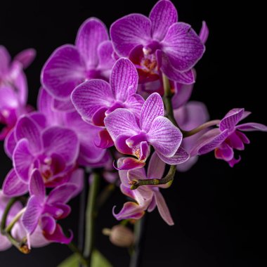 Floral concept. Orchid growing tips.  Most commonly grown house plants. Orchids blossom close up. Orchid flower pink and yellow bloom. Phalaenopsis orchid.