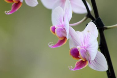 Beyaz ve Pembe Orkide. Güzel beyaz ve pembe orkideler bir bahar günü geç saatlerde, bulanık, yumuşak, yeşil, arka plan. 
