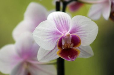 Beyaz ve Pembe Orkide. Güzel beyaz ve pembe orkideler bir bahar günü geç saatlerde, bulanık, yumuşak, yeşil, arka plan. 