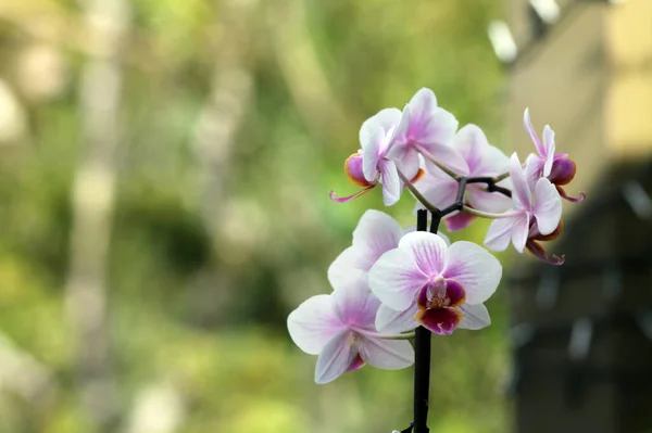 White and Pink Orchid.  Beautiful white and pink orchids on a late spring day, with a blurred, soft, green, background.