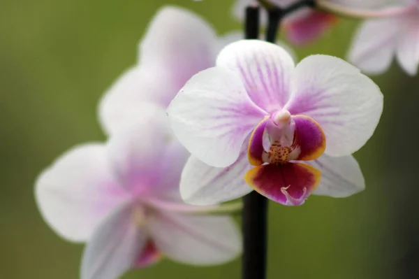White and Pink Orchid.  Beautiful white and pink orchids on a late spring day, with a blurred, soft, green, background.