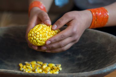 Bir köylü kadının elleri sarı mısır tanelerini gruplandırıyor ya da yemek pişirmek için tatlı mısır. Yüksek kalite fotoğraf