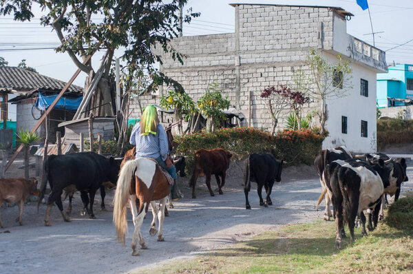 Поместье в сельской местности: Ранчо на лошади со стадом крупного рогатого скота. Высокое качество фото