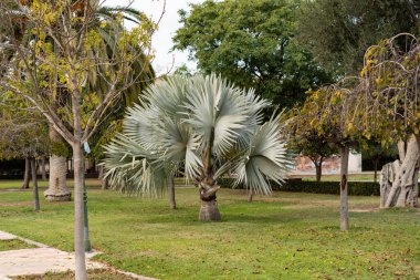 Çeşitli ağaçlar ve canlı bitkilerle çevrili, yemyeşil bir parkta büyüyen gümüş bismarck palmiyesi dinlenmek ve keyif almak için sakin ve egzotik bir atmosfer yaratıyor.