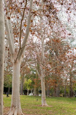 Sycamore trees displaying striking white bark and vibrant orange leaves fill a lush green park during the fall season, creating a serene and picturesque landscape clipart