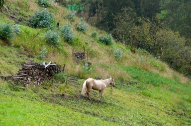 At yemyeşil bir yamaçta huzur içinde otlar. Yakındaki yakacak odun yığını ve eğimli araziyi kaplayan yemyeşil bitki örtüsüyle.