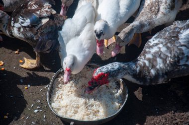 Değişik gölgelerden oluşan renkli ördekler çiftliğin zeminine yerleştirilmiş metal bir kaseden pirinç yiyerek hayvanlar arasında canlı bir birliktelik ve kırsal yaşam manzarası yaratıyor.