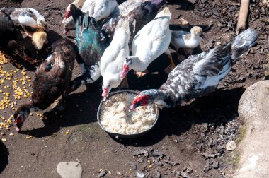 Renkli Cairina Moschata ördekleri bir kaseden ve bir çiftlikte yerden pirinç ve mısır arıyor, canlı tüylerini güneşli bir kırsalda sergiliyorlar.