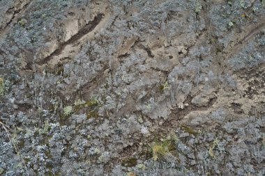 Benzersiz desenleri ve çeşitli organik elementleri gösteren çamurlu bir zeminin yakından görüntüsü.