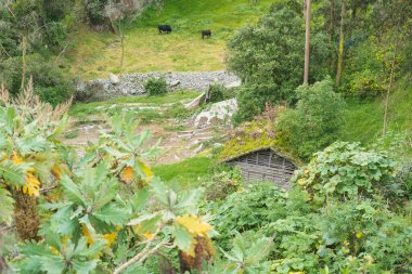 Güzel, sakin, yeşil bir manzara. Yeşilliğin ortasında huzur içinde otlayan sığırlar.