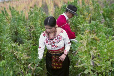 Geleneksel And dönemi kıyafetleri giyen Perulu çiftçiler And Dağları 'ndaki bir tarlada geniş fasulye topluyor ve sürdürülebilir tarım ve kültür mirası sergiliyorlar.