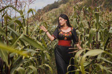 Güzel işlemeli geleneksel bir elbise giyen yerli kadın canlı bir mısır tarlasında yürüyor ve yapraklara nazikçe dokunuyor.