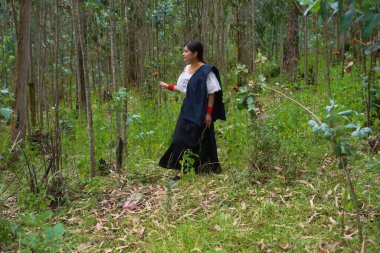 Geleneksel kıyafetler giyen yerli bir kadın gür bir okaliptüs ormanında yürüyor, canlı bir portakal çiçeği tutuyor ve doğanın huzurunun tadını çıkarıyor.