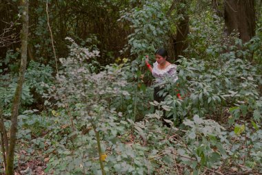 Yerli biyologlar yoğun bir orman içinde çeşitli bitki örtülerini ve faunaları inceleyerek koruma çabalarına ve bilimsel bilgilere katkıda bulunarak araştırmalarını sürdürüyorlar.