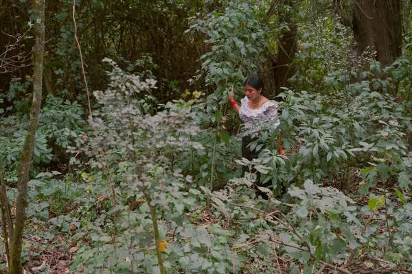 Yerli biyologlar yoğun bir orman içinde çeşitli bitki örtülerini ve faunaları inceleyerek koruma çabalarına ve bilimsel bilgilere katkıda bulunarak araştırmalarını sürdürüyorlar.