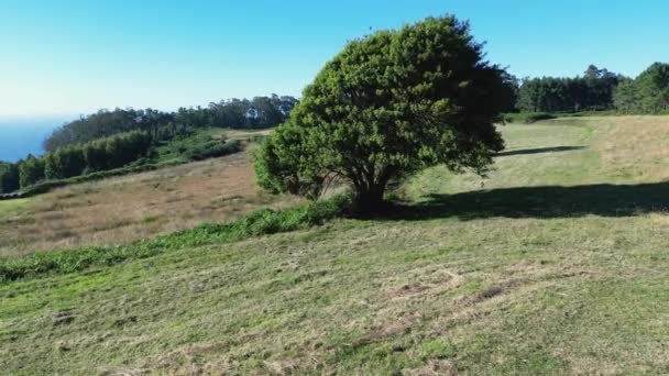 Desolate Tree Grassfield Slopes Sunny Daytime Pullback — Stock video