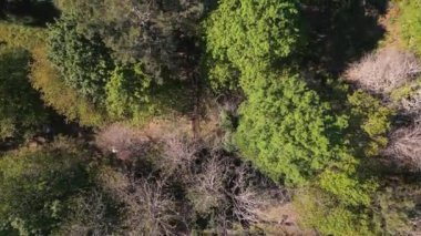 Salvaterra, Verona, İtalya yakınlarındaki kırsal ormandaki ağaçların en üst görüntüsü. Hava Görüntüsü