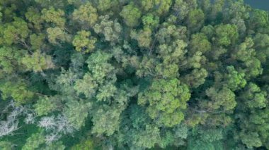 Portekiz 'de Rocky River ile birlikte Orman Vadisi' nde Evergreen Trees. Havadan Tepetaklak Vuruşu