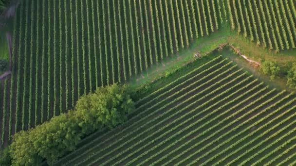 Panoramatický Letecký Pohled Vinařství Vinice Krajině Portugalska — Stock video