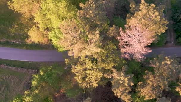 Autofahren Auf Der Straße Entlang Des Graslandes Bei Sonnenuntergang Antenne — Stockvideo