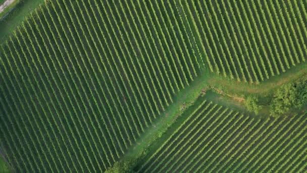 Verdant Paisagem Vinicultura Região Adega Portugal Drone Aéreo Disparado — Vídeo de Stock