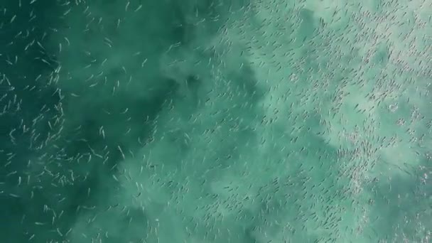 Shoal Fish Swimming Surface Blue Sea Costa Morte Camarias Spain — Stock Video