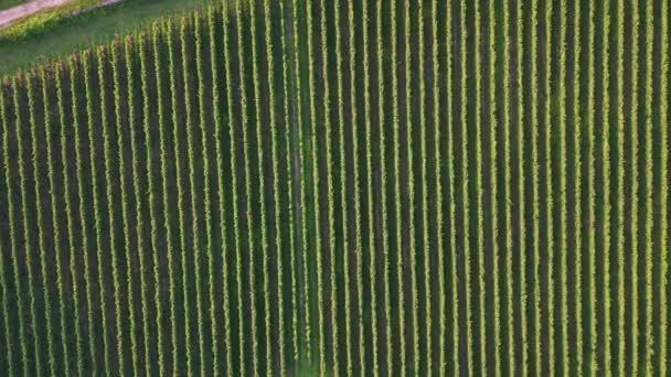 Aerial Drone View Greenery Vineyards Agricultural Farmland Dalam Bahasa Inggris — Stok Video