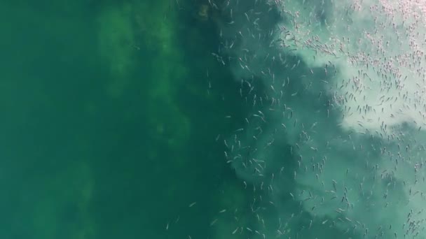 在蓝海中游泳的鱼的学校的俯视图 — 图库视频影像