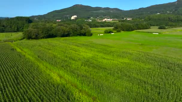 Панорамний Вид Повітря Зелені Поля Вирощування Кукурудзи Поблизу Padron Rois — стокове відео