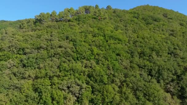 Verdant Träd Fjällskogen Sommaren Antenn — Stockvideo